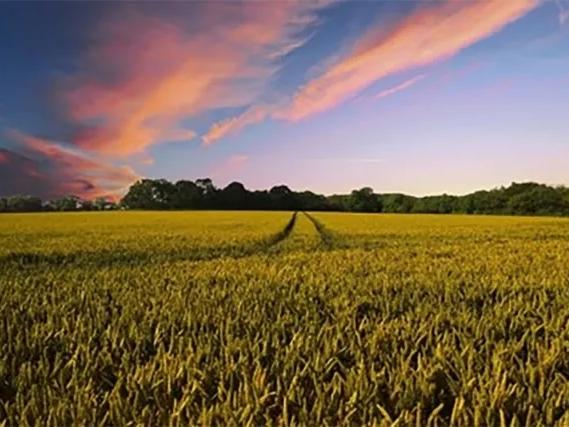 A farmers field under a colorful sunrise of pink, blue and orange 
