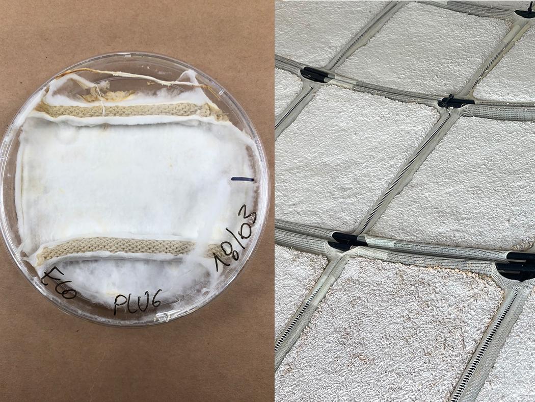 A split screen image of mycelium growing on fabric in a petri glass at left and a close up view of the textiles once fully grown at right. 