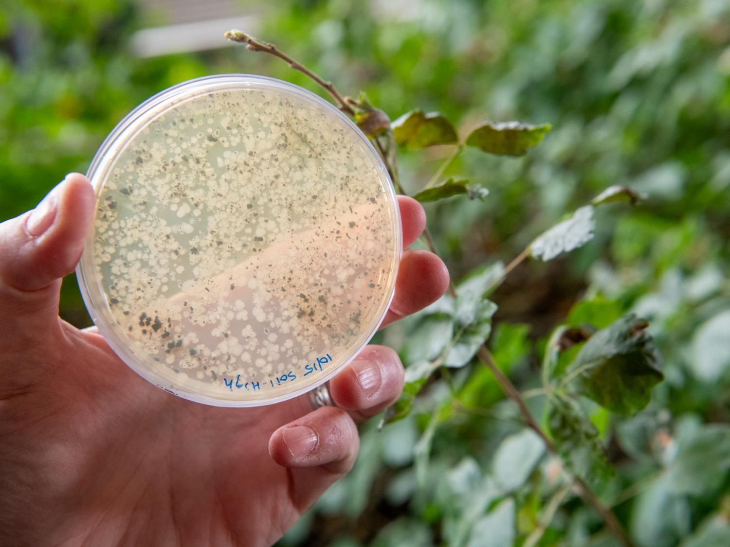 A sample of a microbe collected on campus grows on an agar plate.