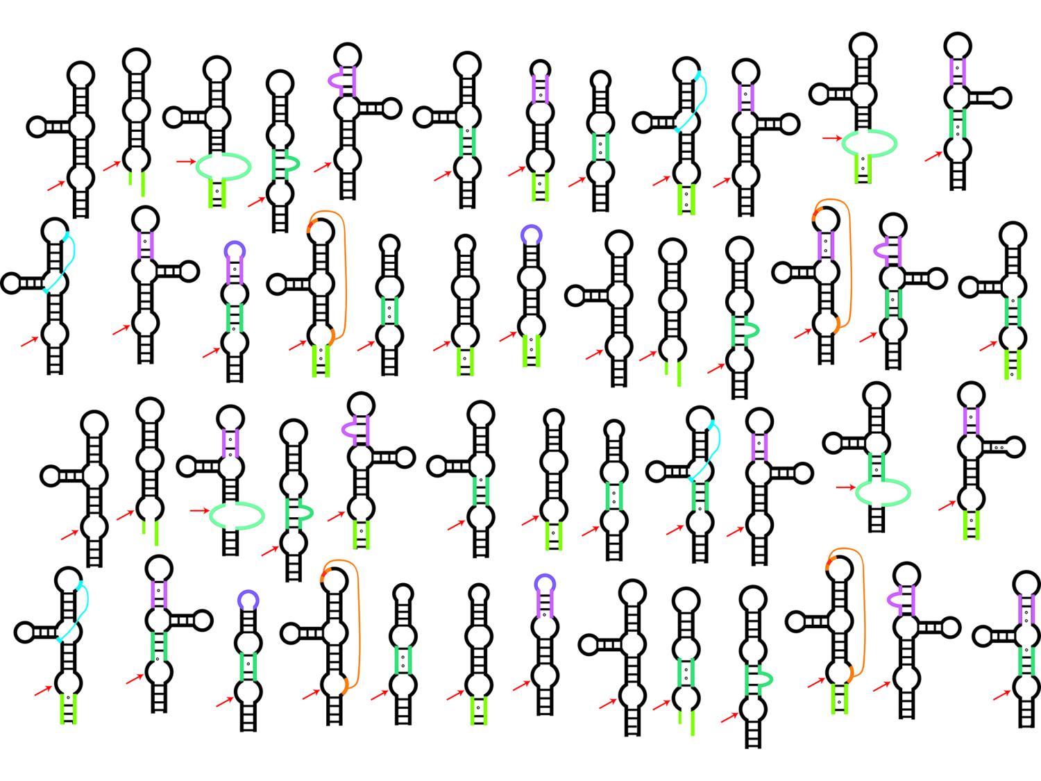2-dimensional models of twister ribozymes with structural imperfections.
