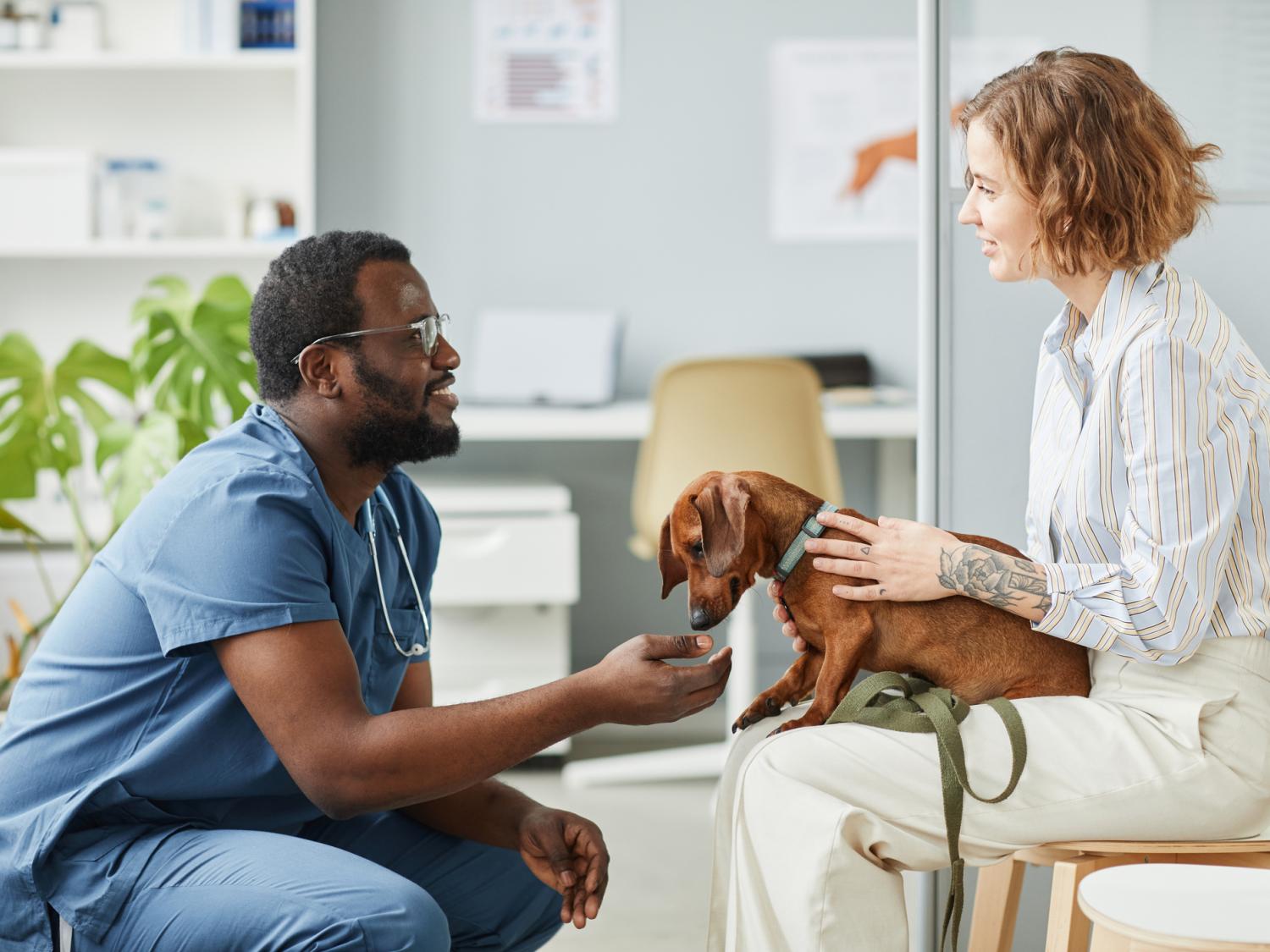 dog, owner and veterinarian