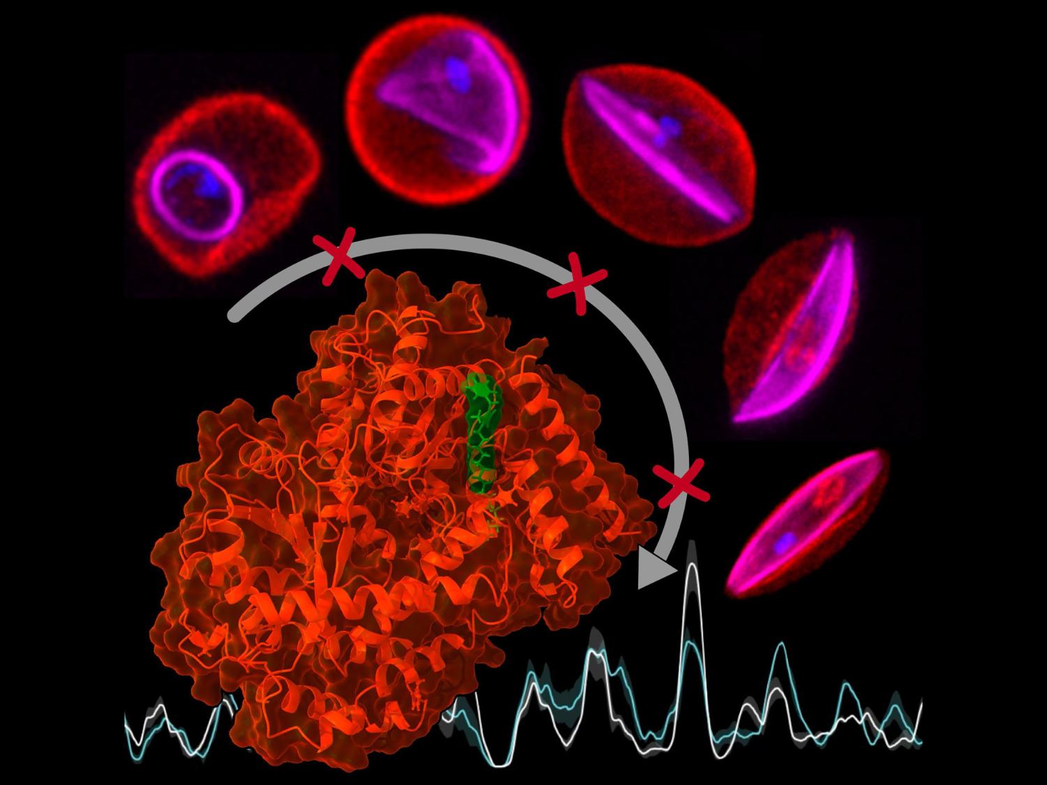 Developmental stages of Plasmodium falciparum, 3D structure of PfSnf2L protein with NH125 inhibitor, and graph showing DNA packaging.