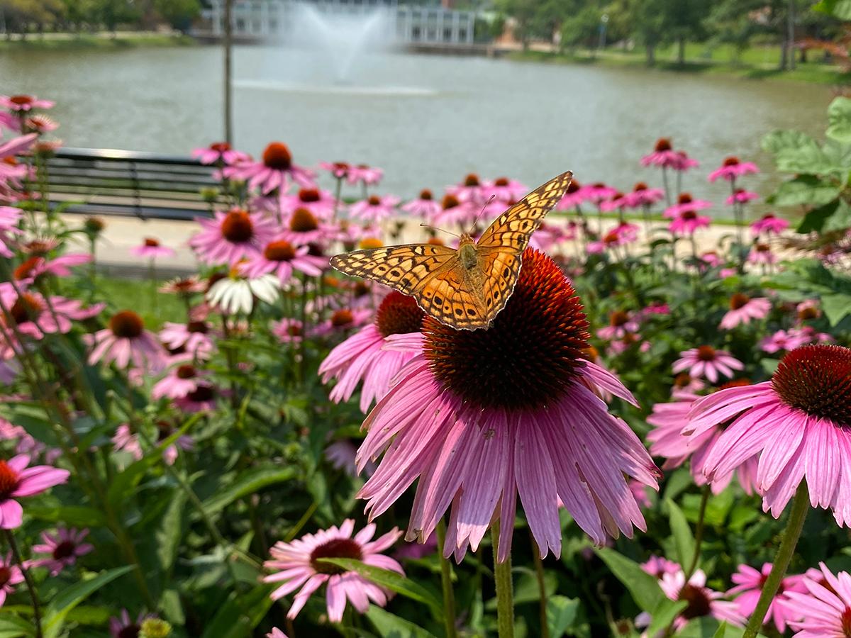 A butterfly landing on a purple flower next to the reflecting pond at Penn State Altoona
