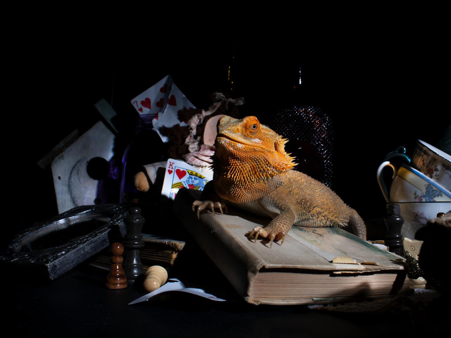 A lizard surrounded by everyday objects for a photograph
