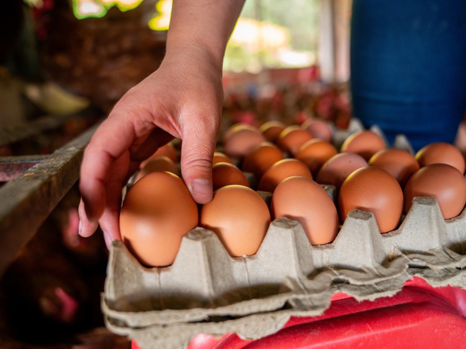 Hand reaching for eggs in a cardboard container