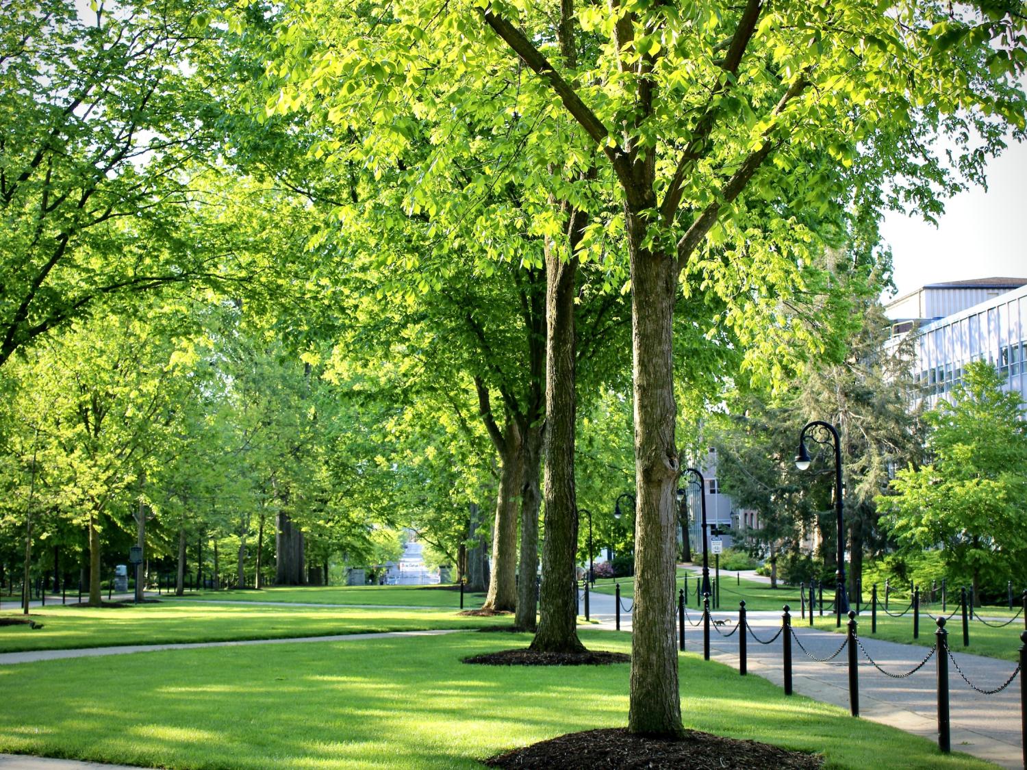 Trees on the Penn State University Park campus