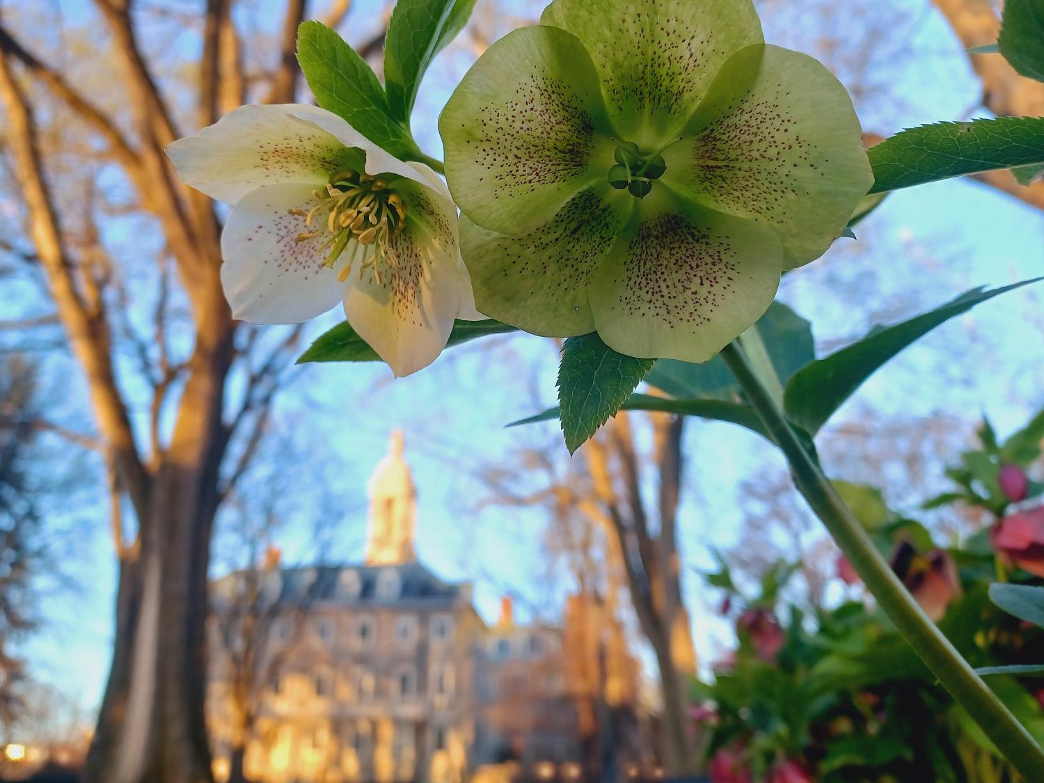 A closeup of a green flower with a blurred Old Main in the background