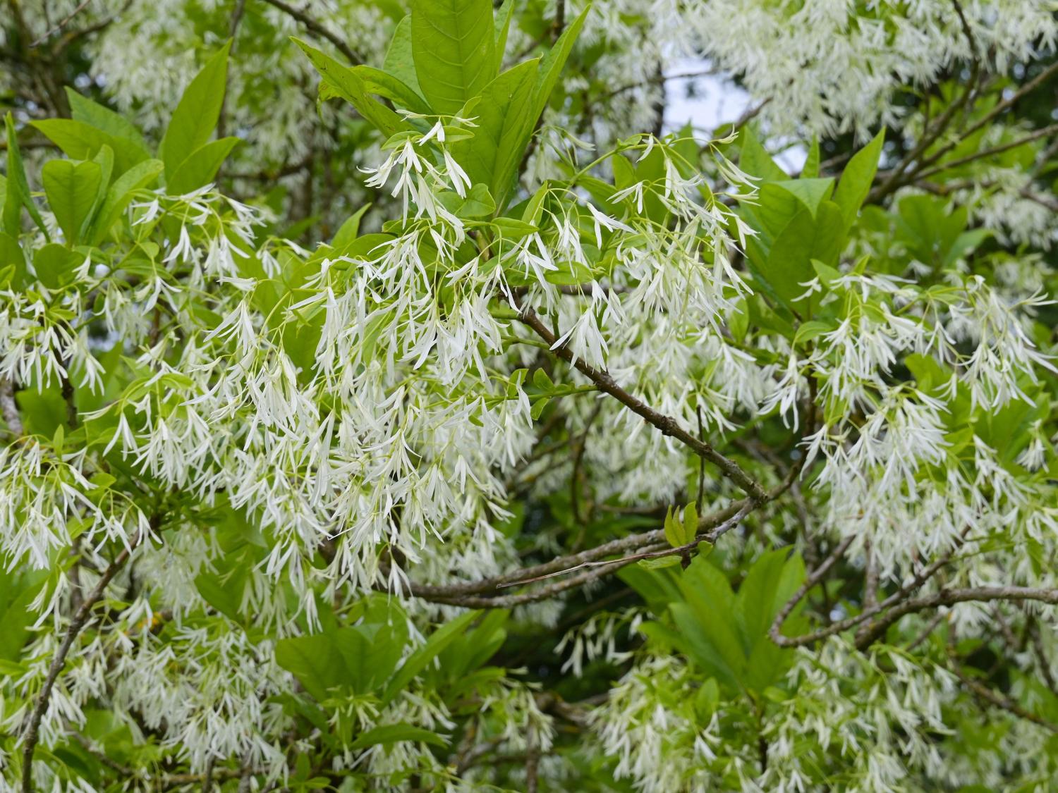 white fringetree