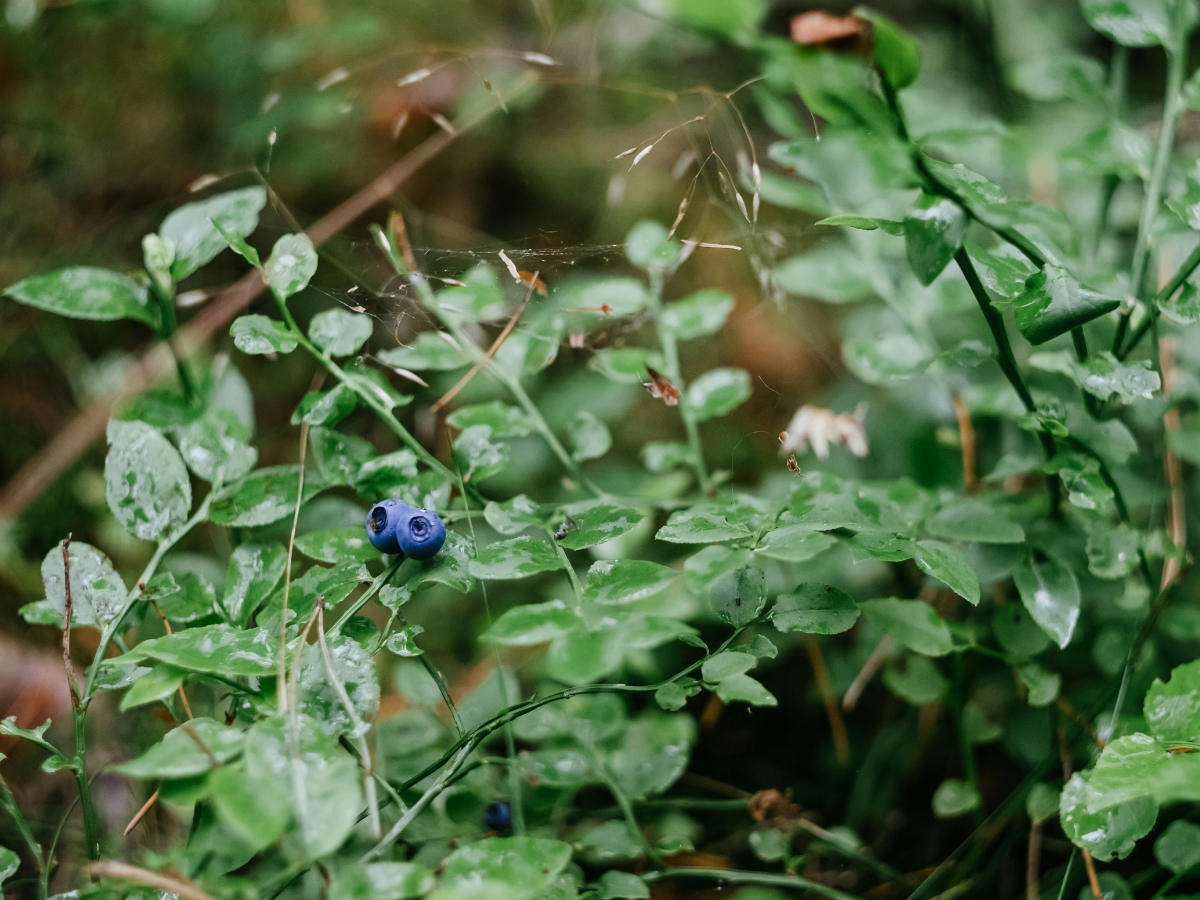 畑の中の暖かい場所には花が咲き、ミツバチが増える(Warmer spots within fields have more blooms and more bees)