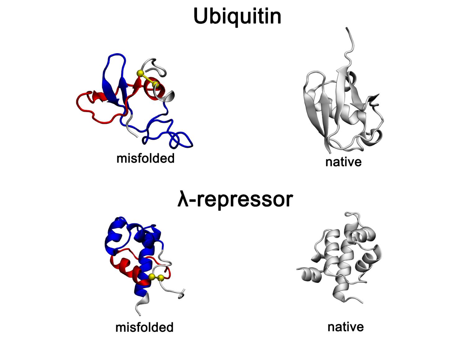 高解像度でシミュレートされた新しいタンパク質変性クラス(New class of protein misfolding simulated in high definition)