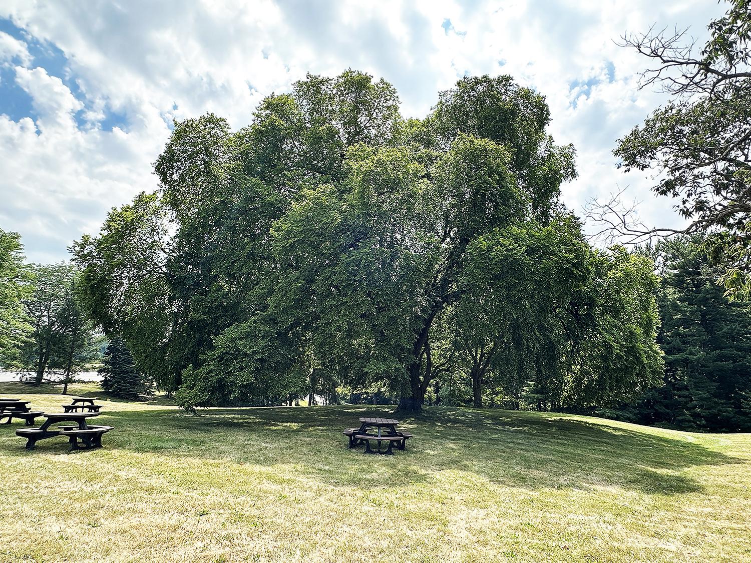 A photo of a large elm tree