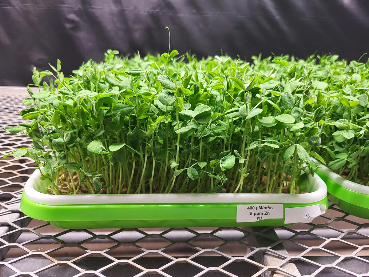 マイクログリーンの栄養価向上に関する研究(Fine-tuning zinc supplementation, light exposure to boost microgreens’ nutrition)