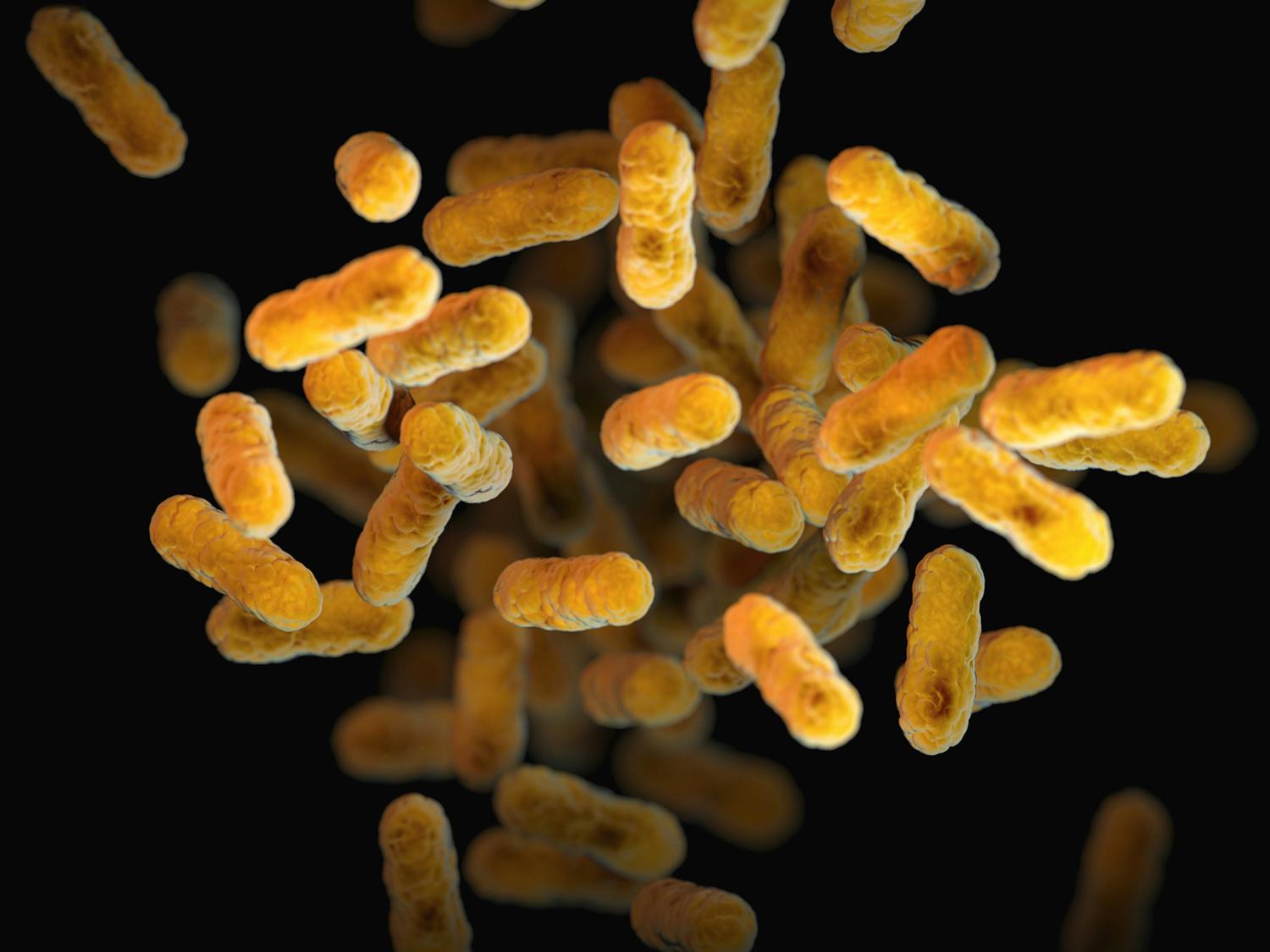 close up of yellow cylindrical bacteria