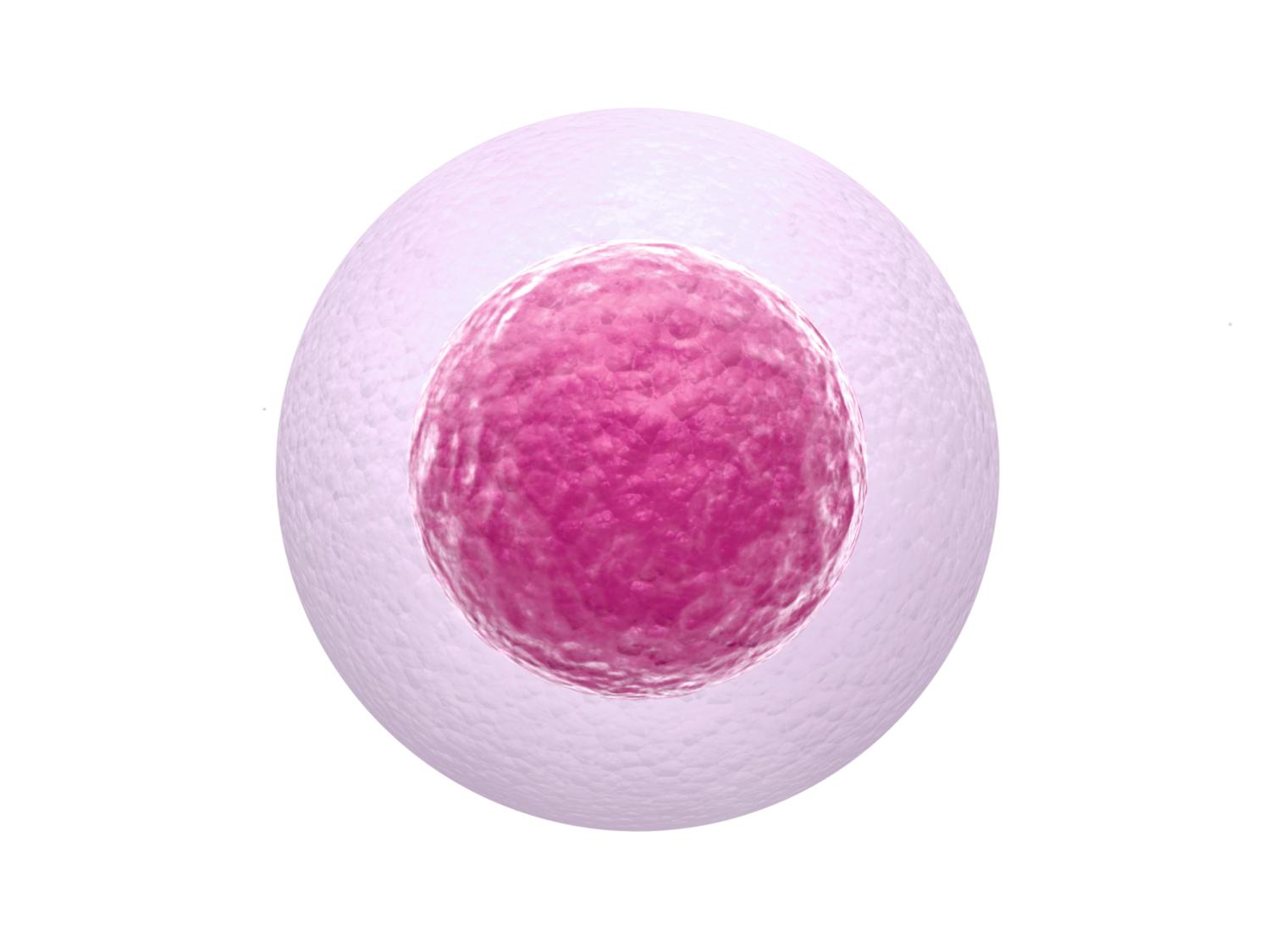 Image of single human egg cell 