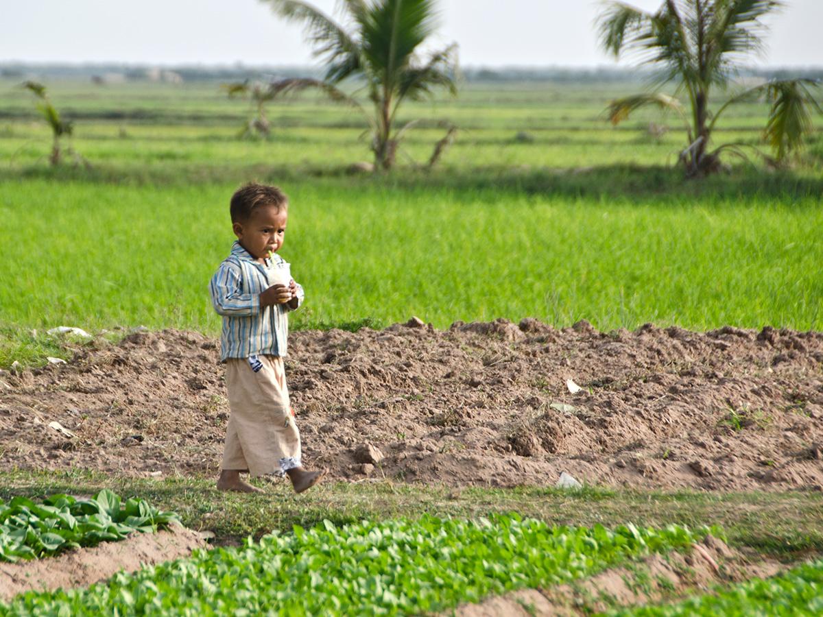 A young child walks on a dirt path through green agricultural fields in Cambodia, holding food in hand.