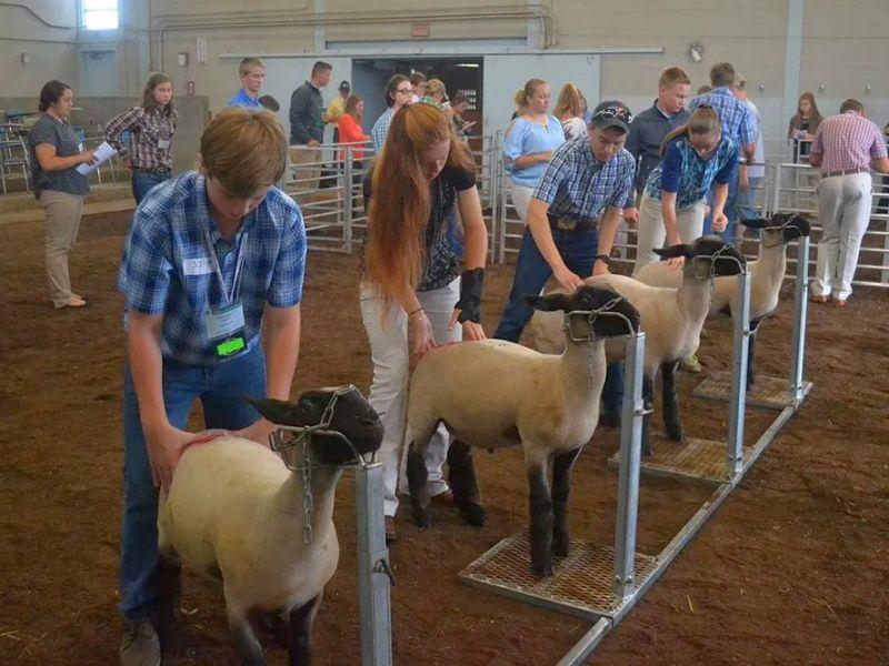 4-H members participate in livestock judging contest