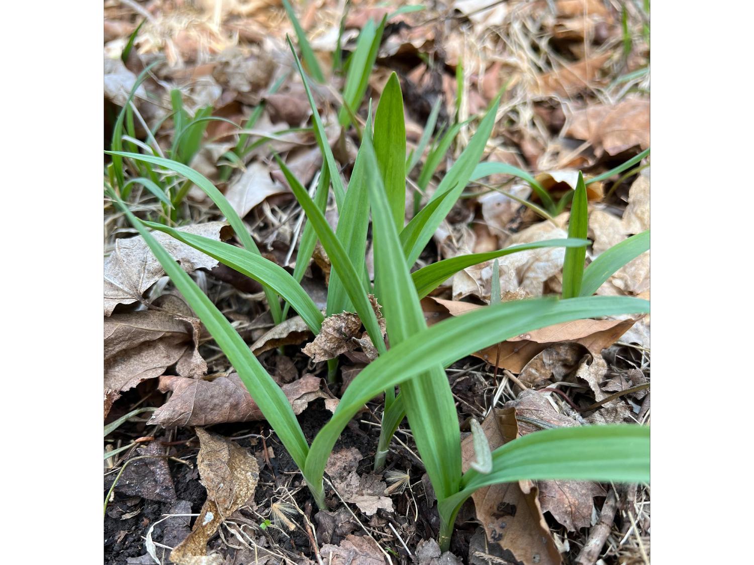 A photo of a plant that looks similar to green onions growing in the forest