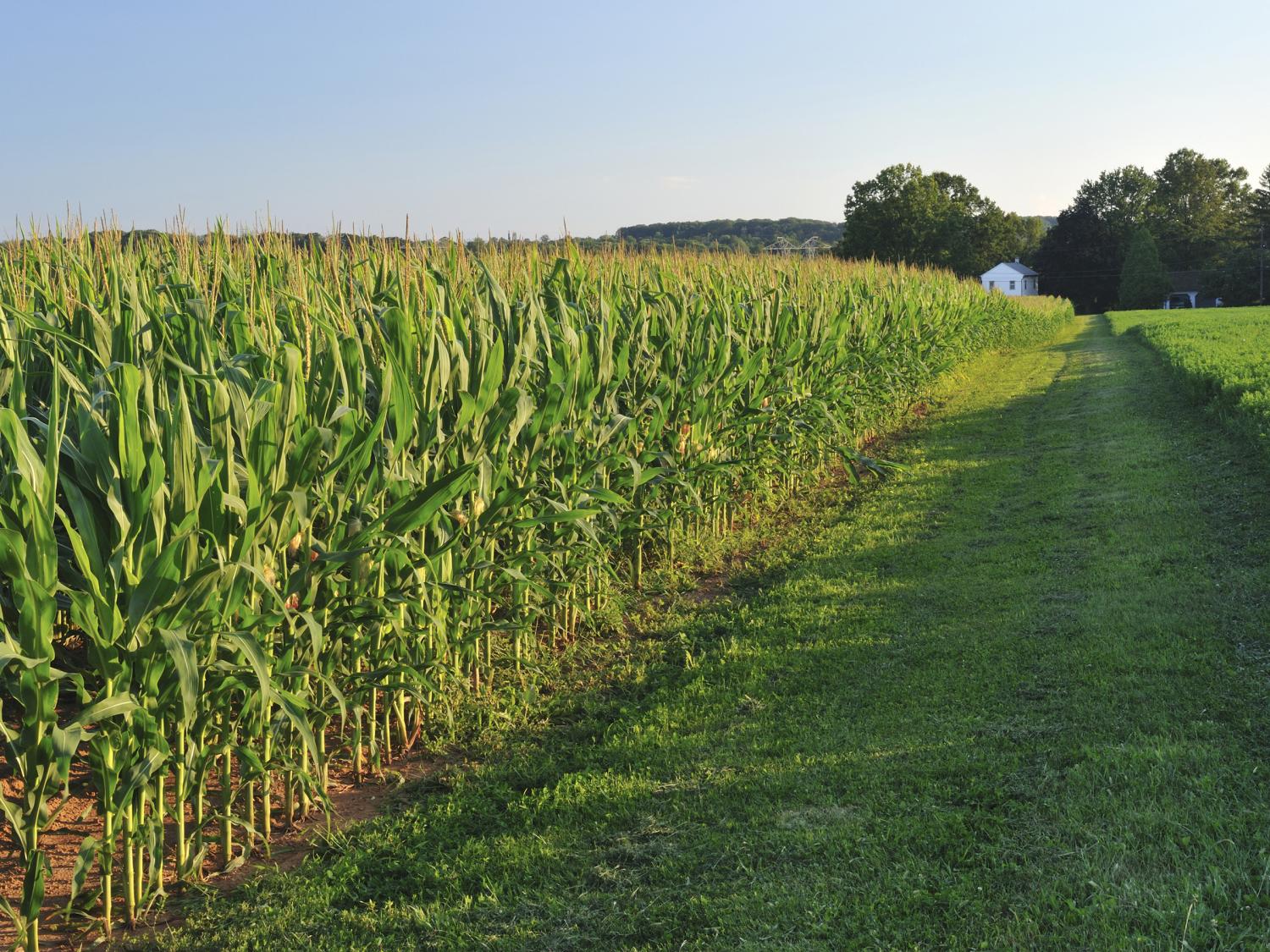 A crop of corn