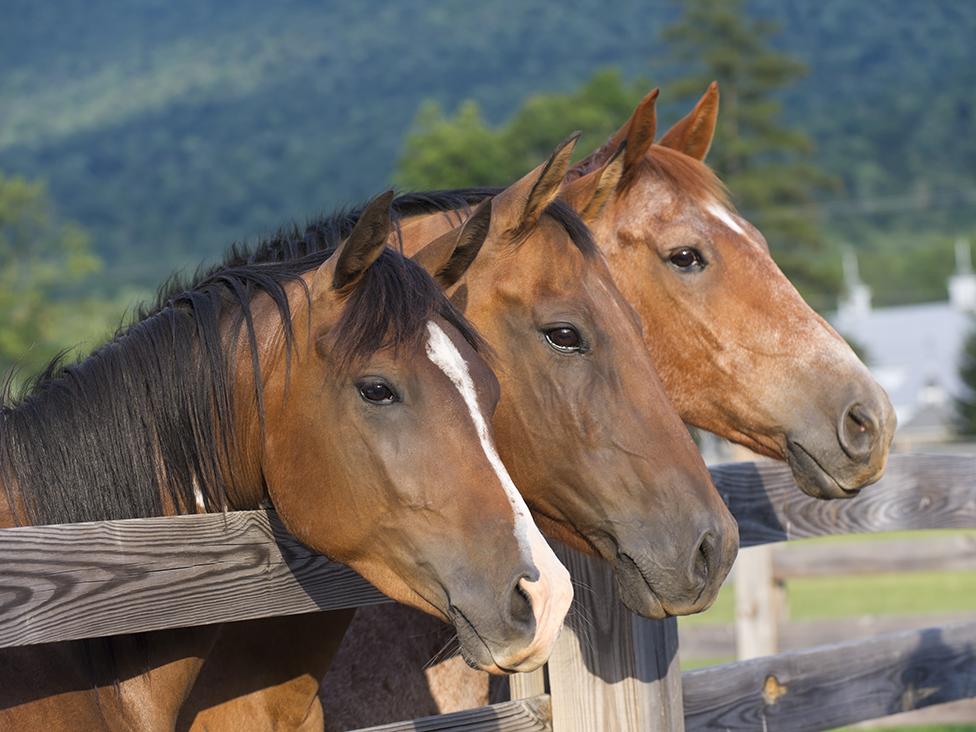 Three horses standing at a fence