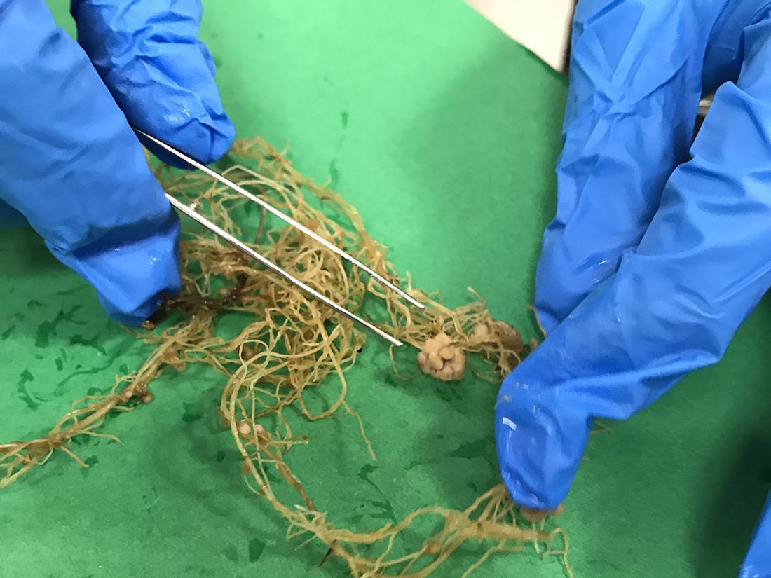 Gloved fingers use tweezers to hold roots over green paper