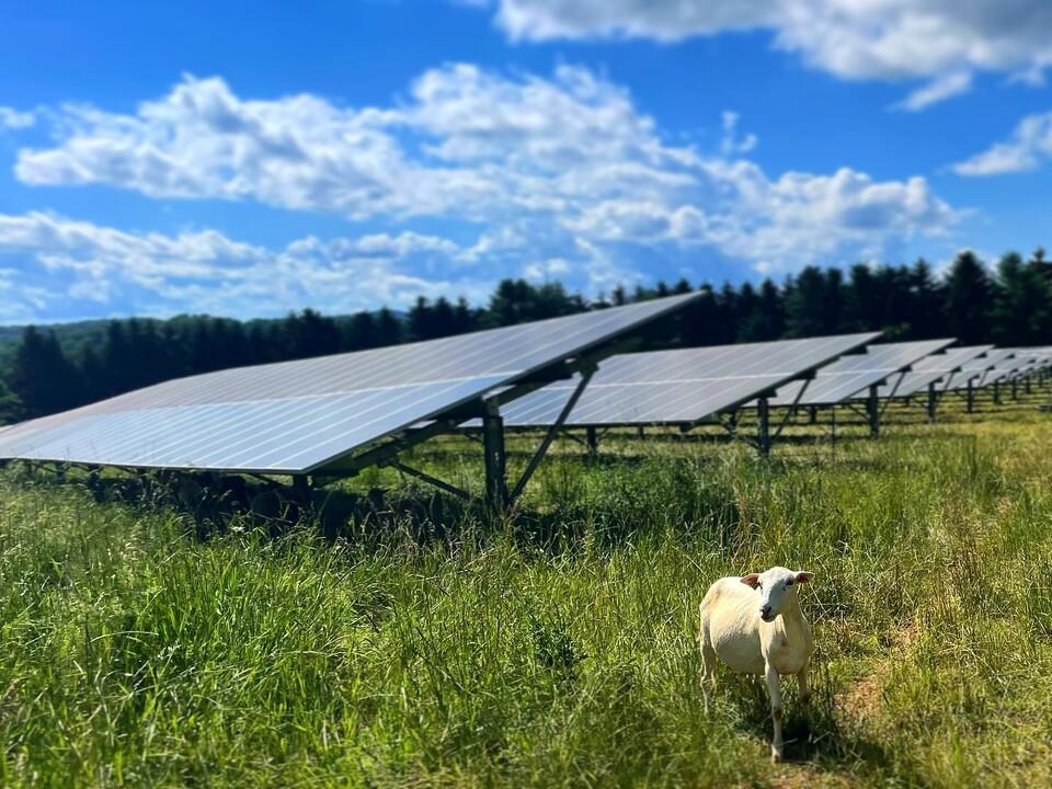 A sheep stands in a field with solar panels and a brilliant blue sky