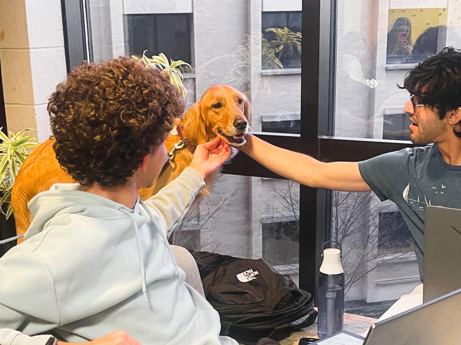 Two students, sitting at a table in front of a laptop, petting a golden retriever dog