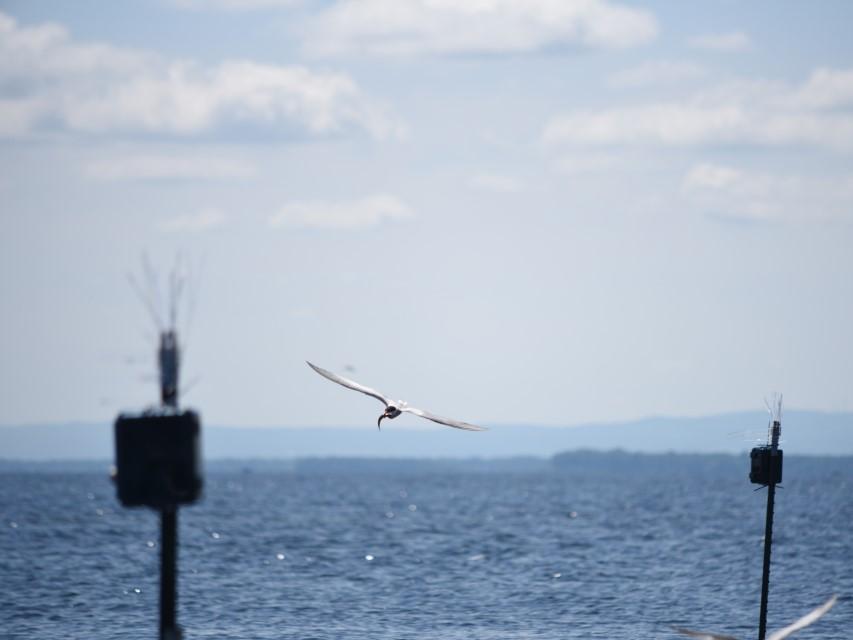 A tern flying over water
