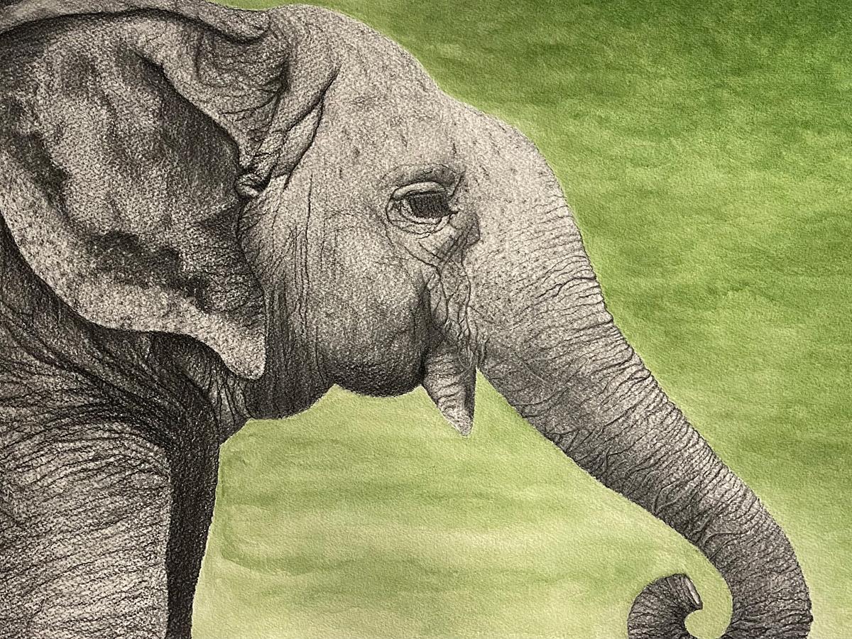 Detailed pencil drawing of an elephant against a soft green background, showing textured skin and a curled trunk.