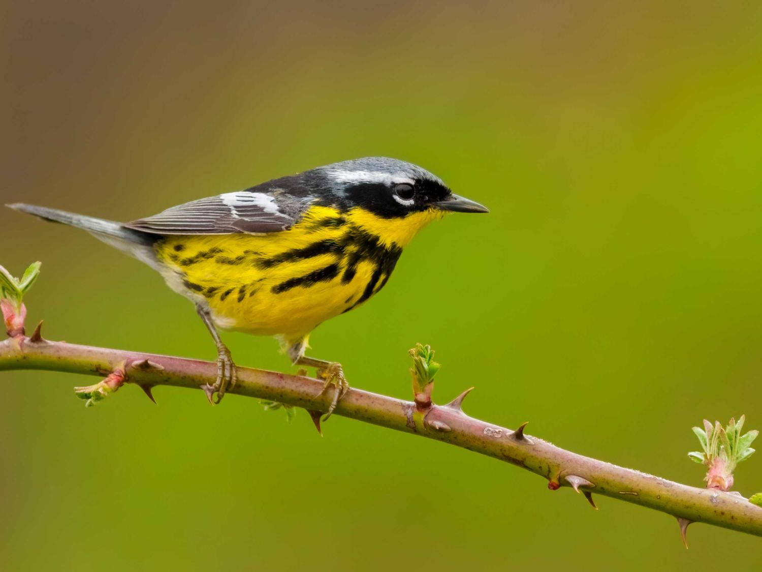 magnolia warbler sits on branch