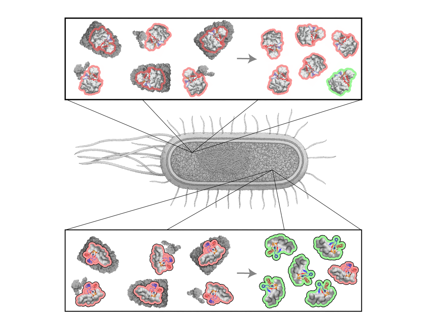 大腸菌の生命必須タンパク質、修復されやすい傾向を発見(For certain life-essential proteins in E. coli, repair is more likely)