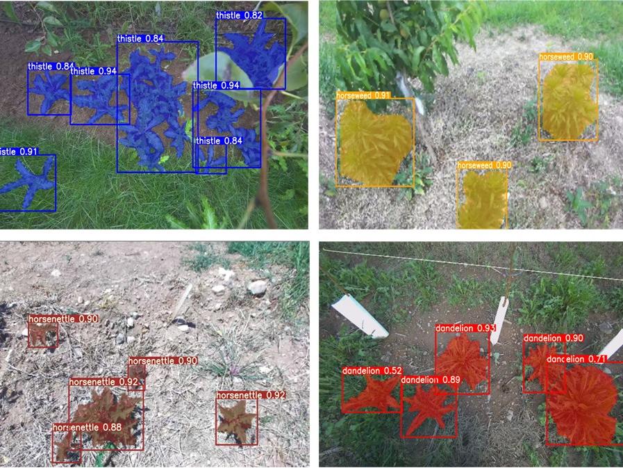 リンゴ園で雑草をAIが自動識別する農業ロボットの視覚技術（Eyes for an Agricultural Robot: AI System Identifies Weeds in Apple Orchards）