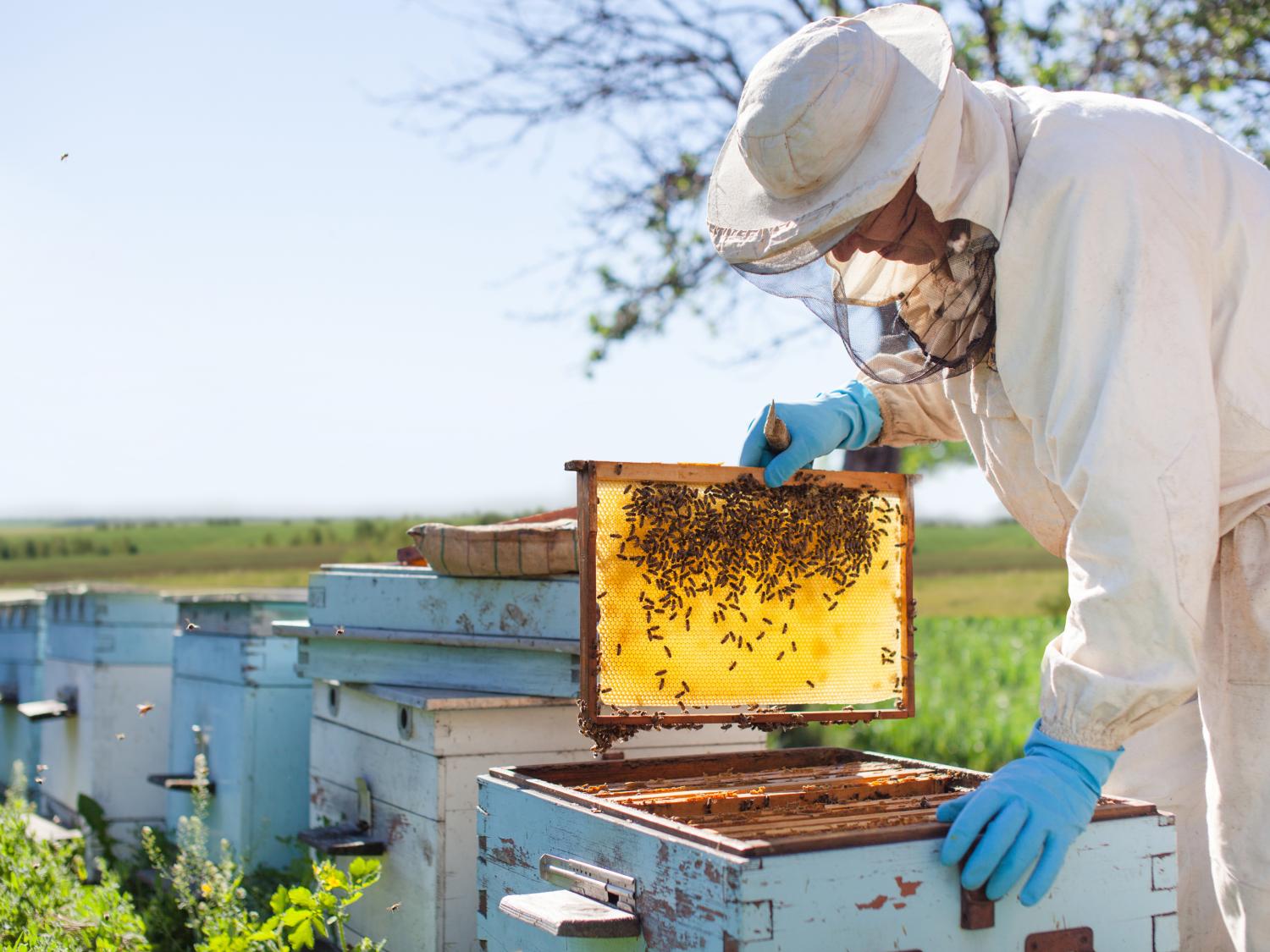 Beekeeping Stock Image