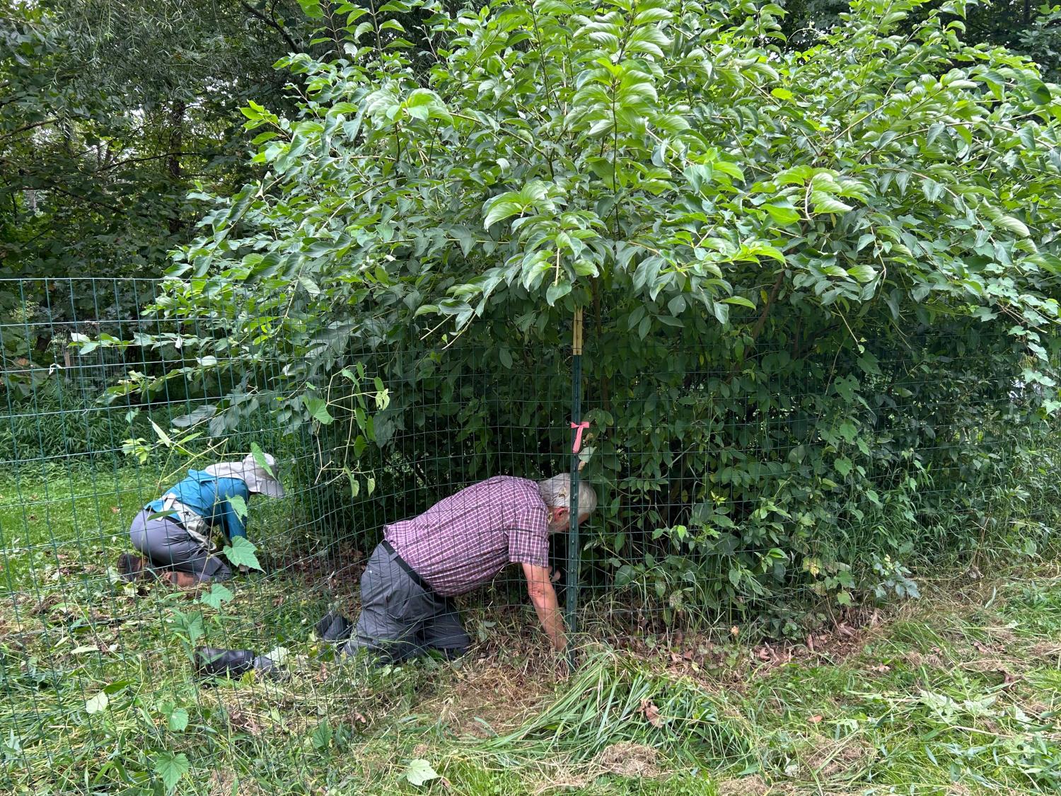 Stephen Hinds MWS Live Staking