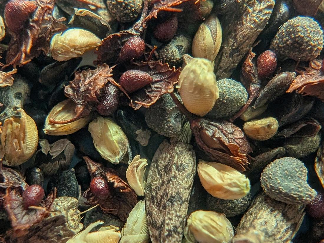 weed seeds