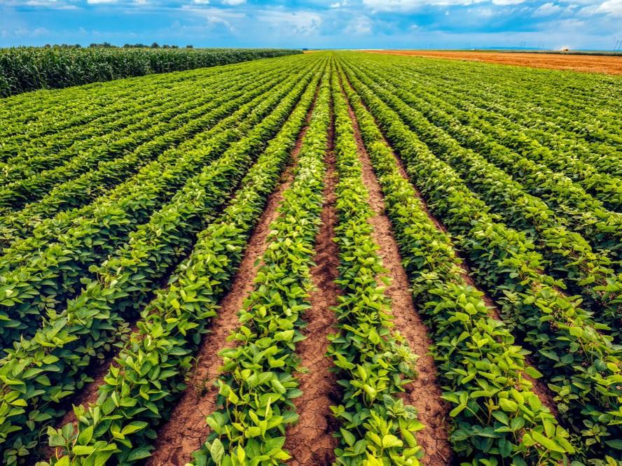 Soybean field