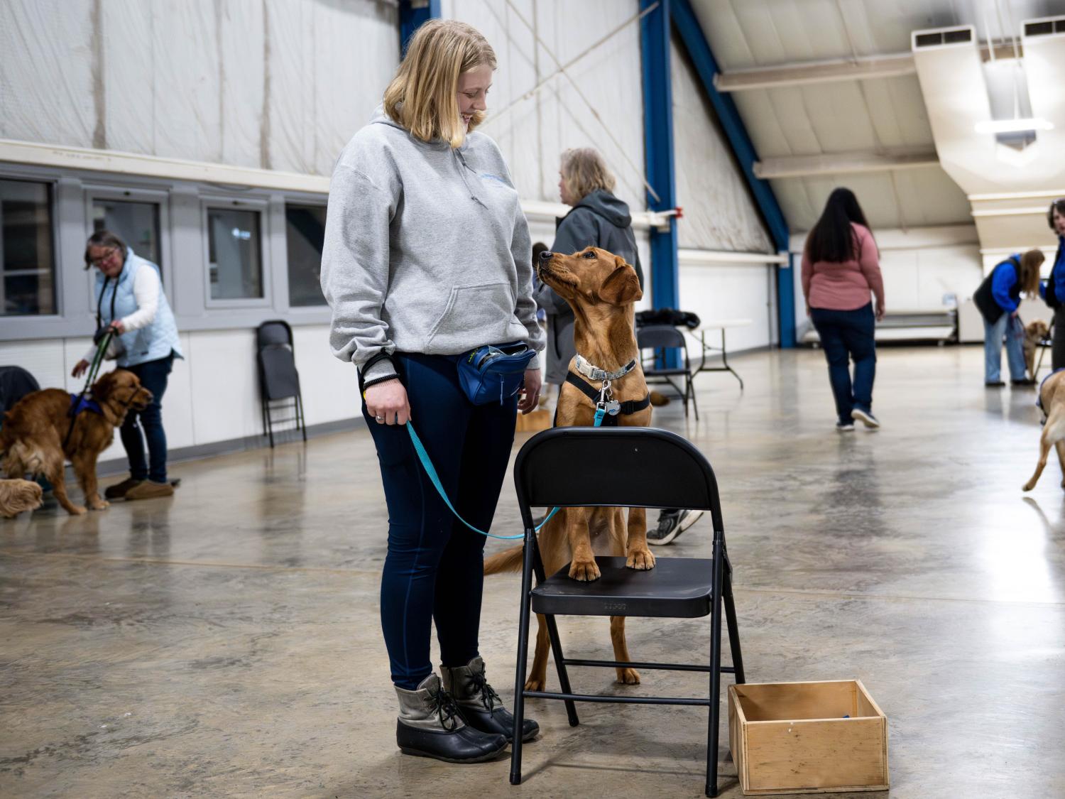 A student stands beside a brown service dog in training that places its front paws on a chair while looking up at the handler during a training exercise in an indoor arena.
