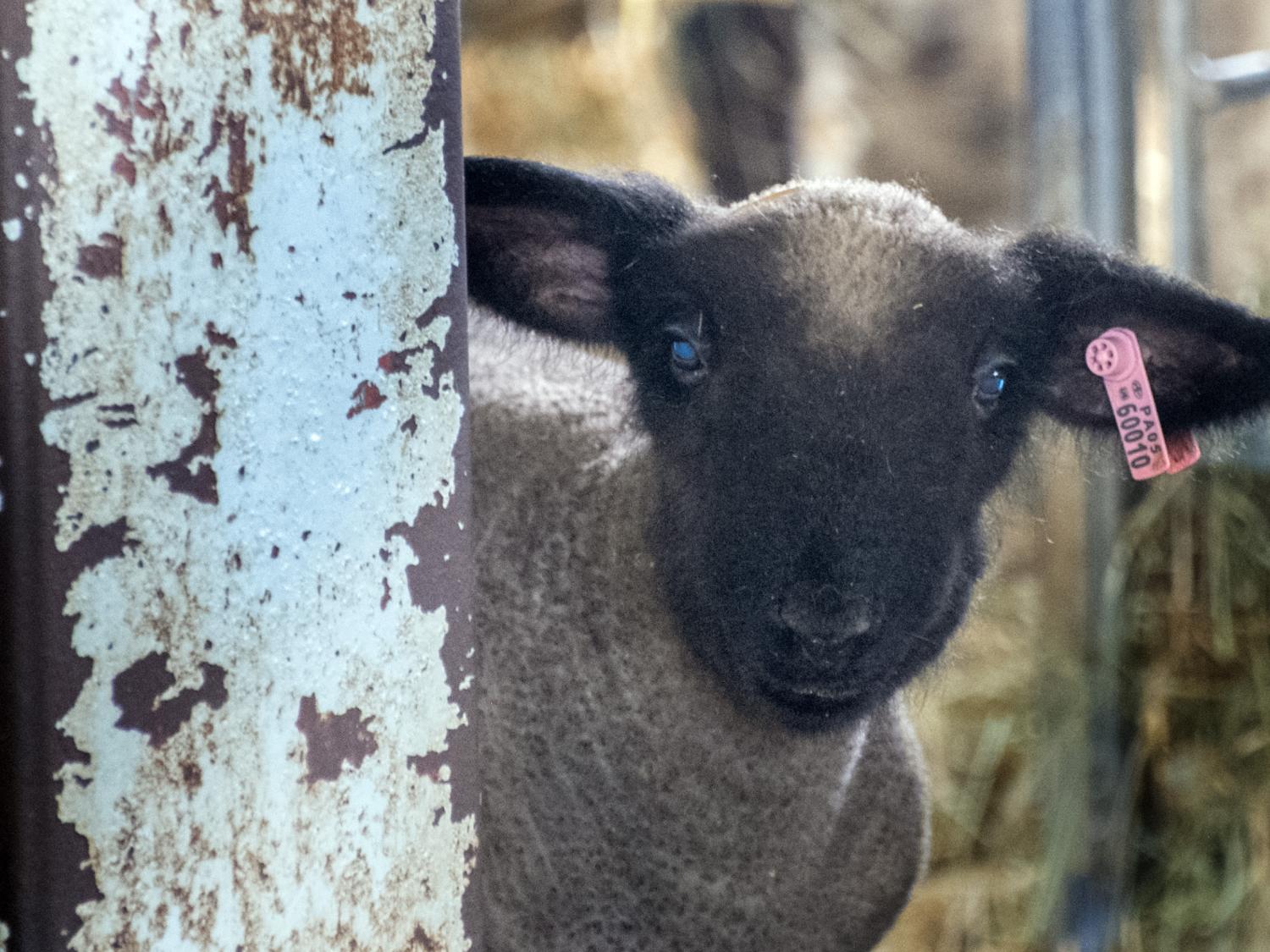 A black lamb pokes its head around a wooden gate