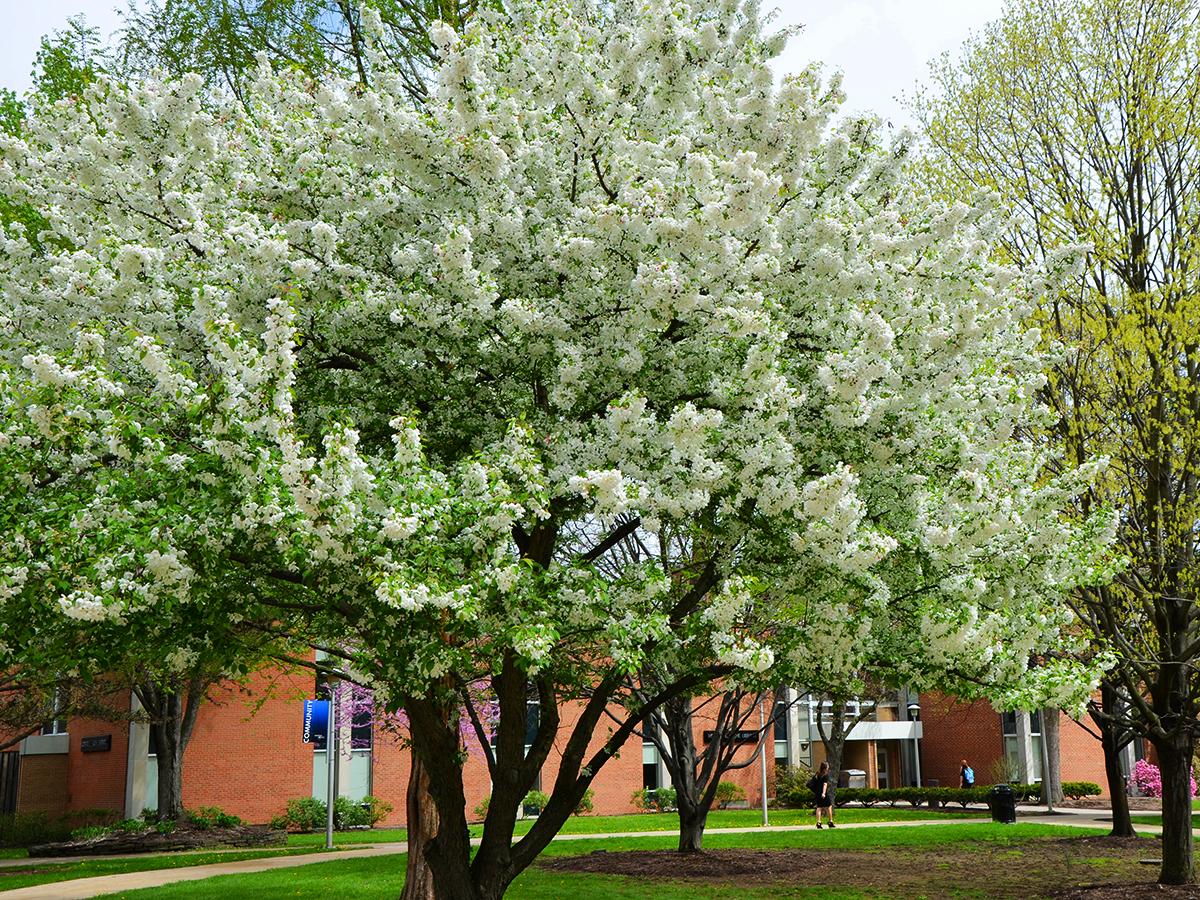 A flowering crabapple tree in full bloom brightens the Penn State Altoona campus with dense white blossoms against a spring backdrop.