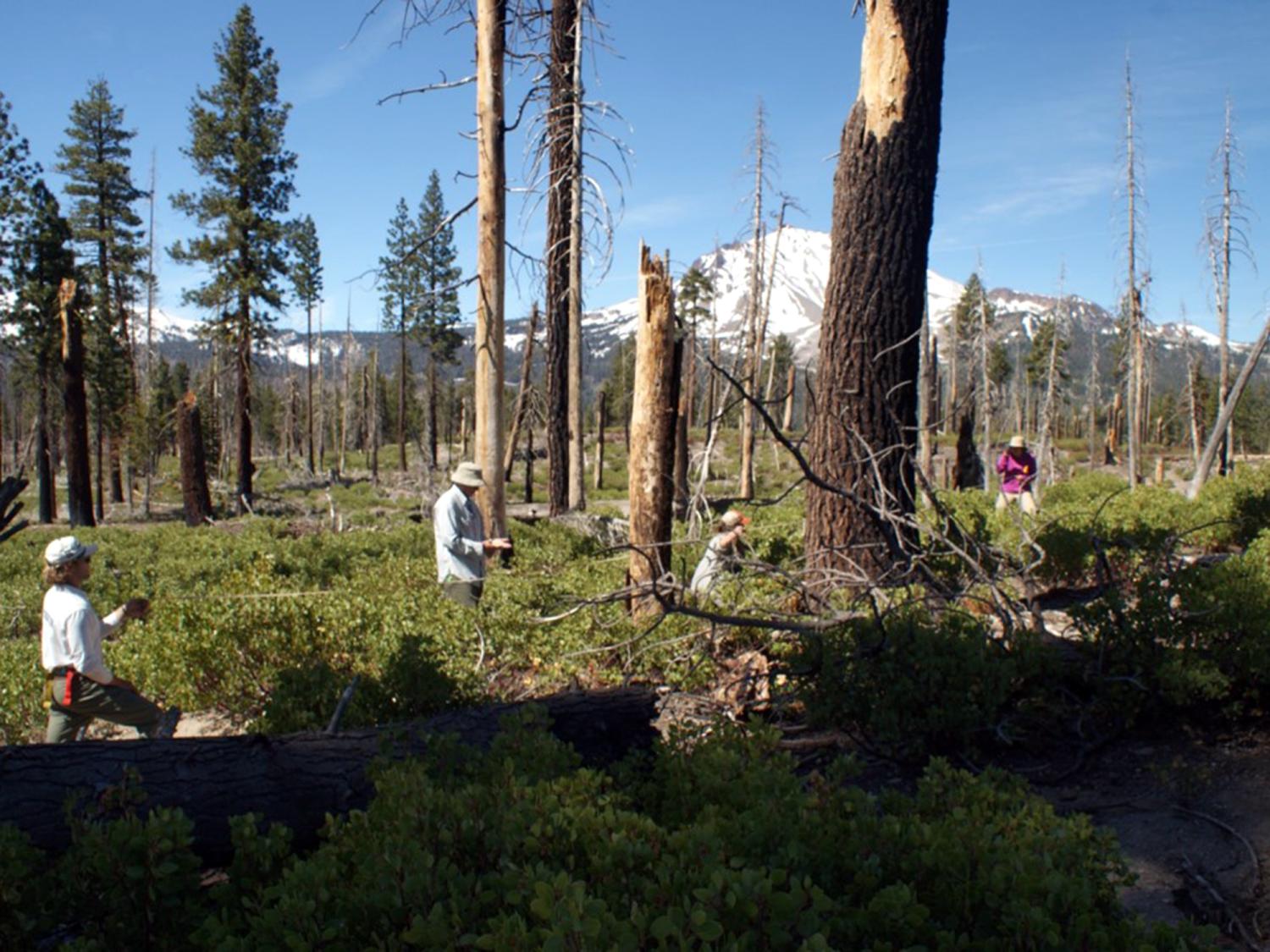Researchers look at tree saplings after a fire in Lassen Volcanic National Park.