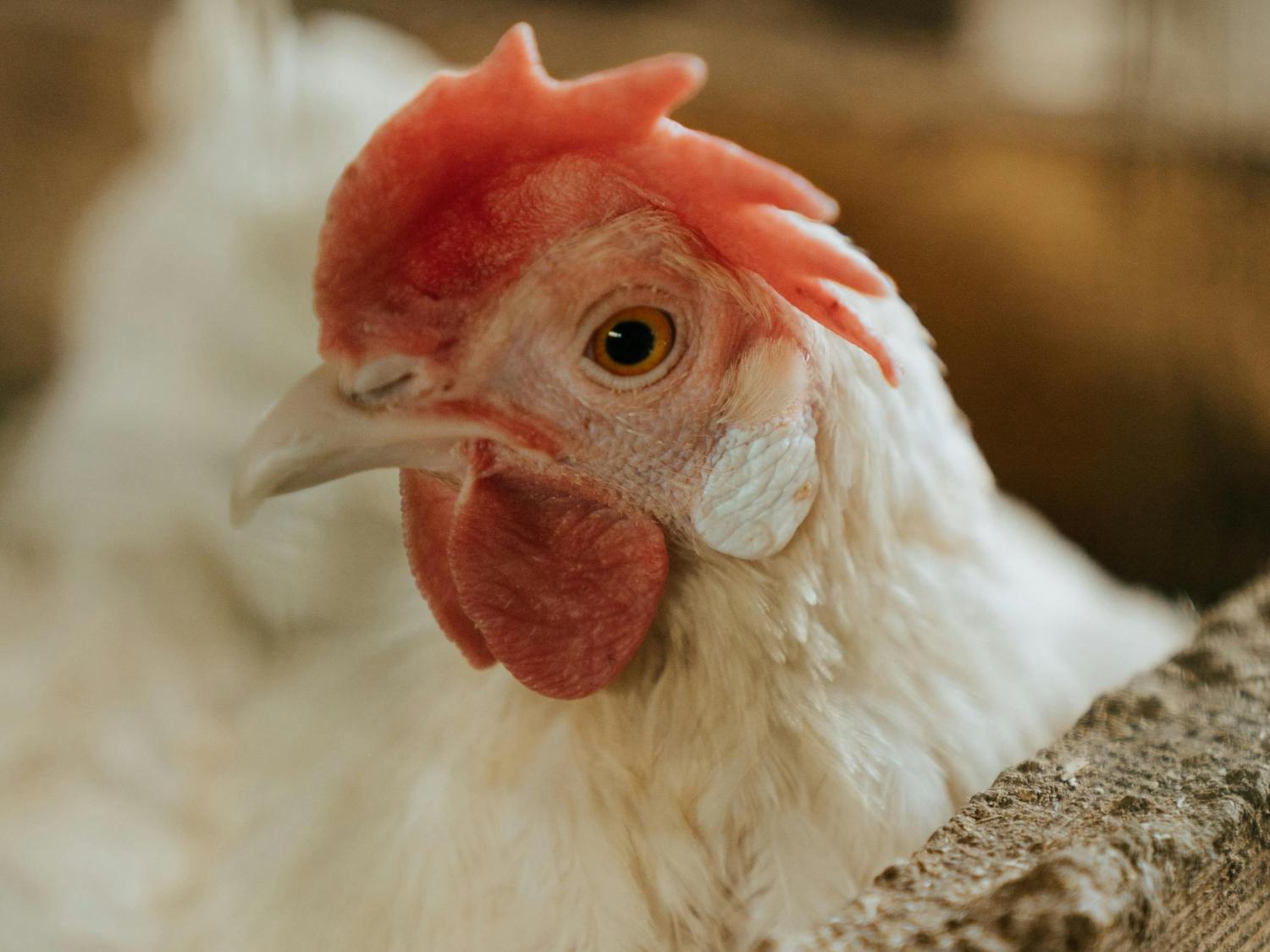 Avian Flu Penn State Extension