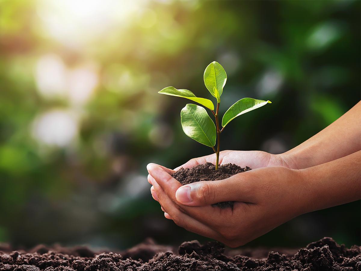 Hands gently hold a small green seedling growing in soil, symbolizing growth, care, and environmental stewardship.