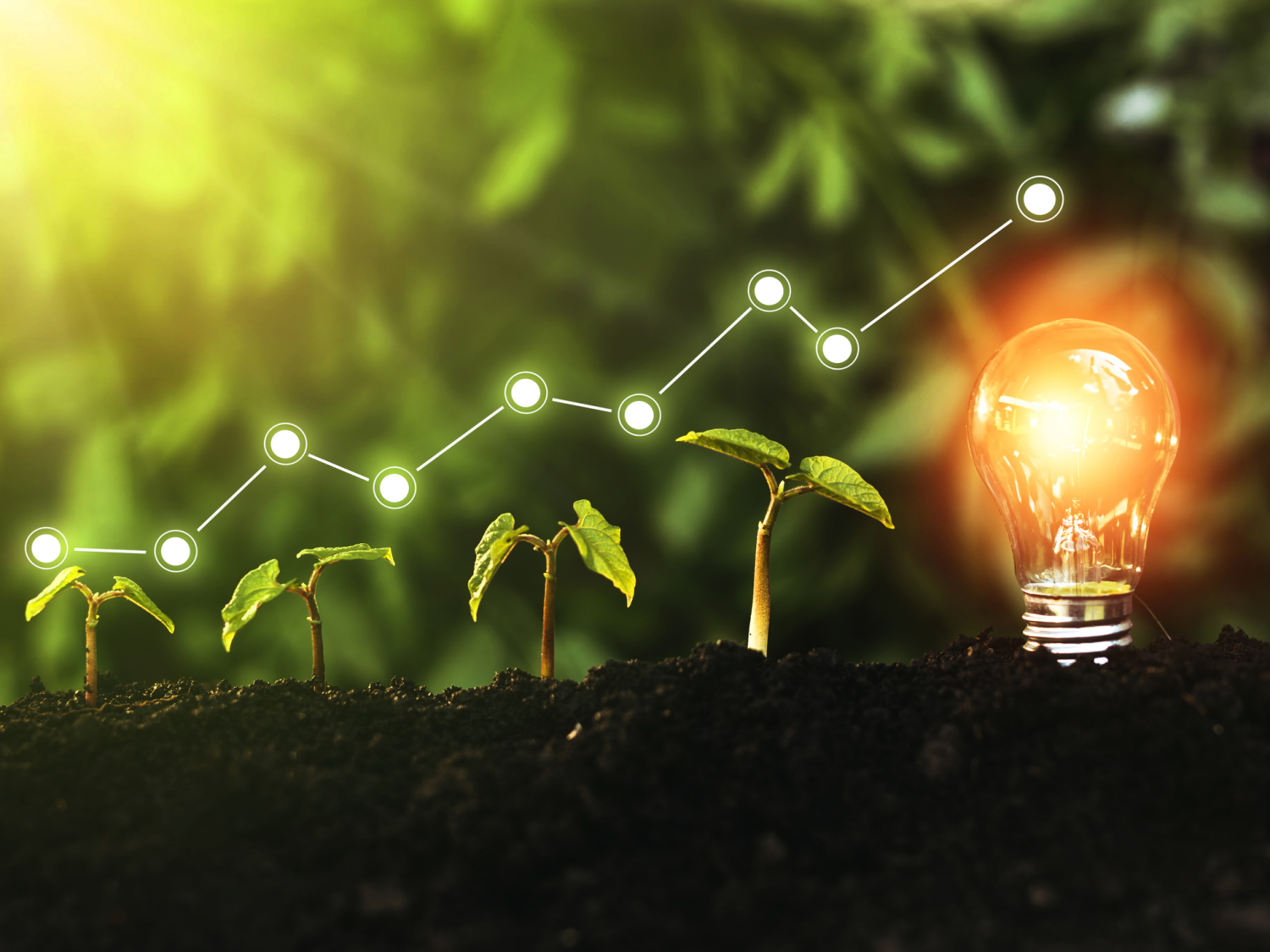 Seedlings leading to a lit light bulb