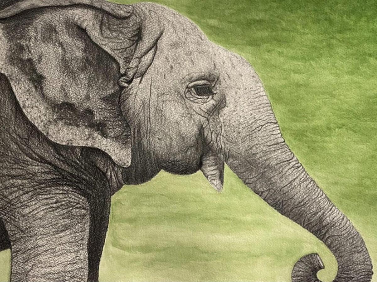 A detailed illustration of an elephant in profile highlights textured skin and expressive features against a soft green background.