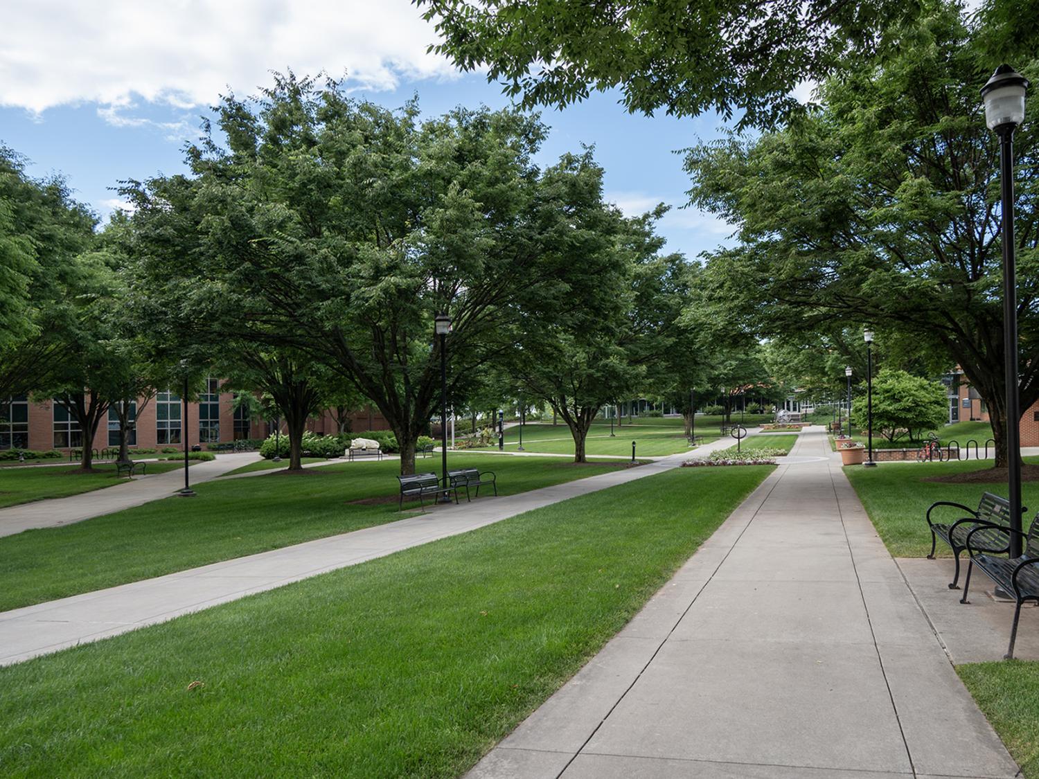 Trees line sidewalks on Penn State Harrisburg campus