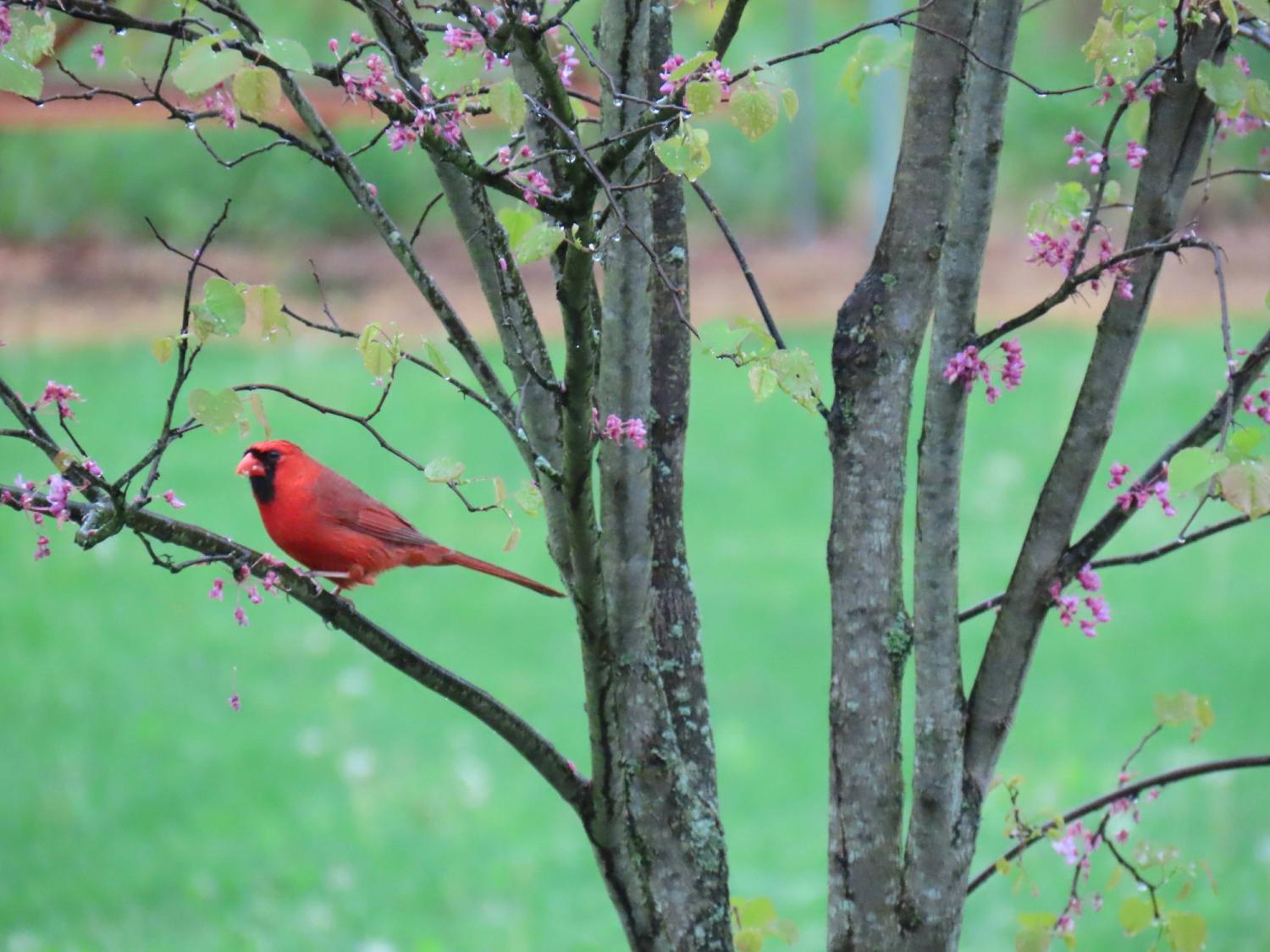 Red cardinal sitting in a tree