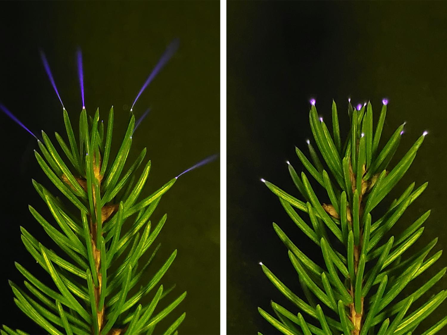 Coronae glowing in the lab vs environment