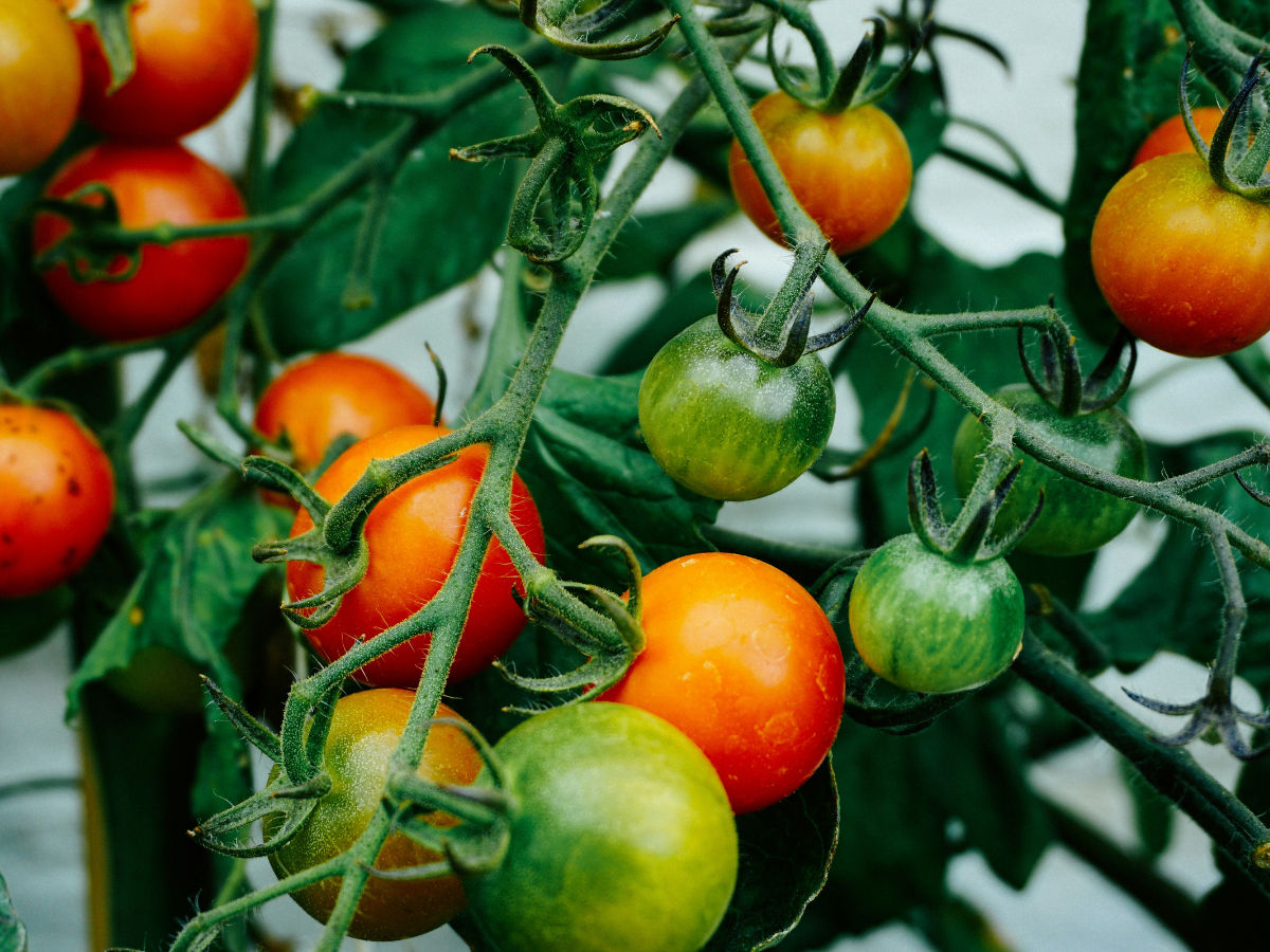 Close up of cherry tomatoes growing on the vine