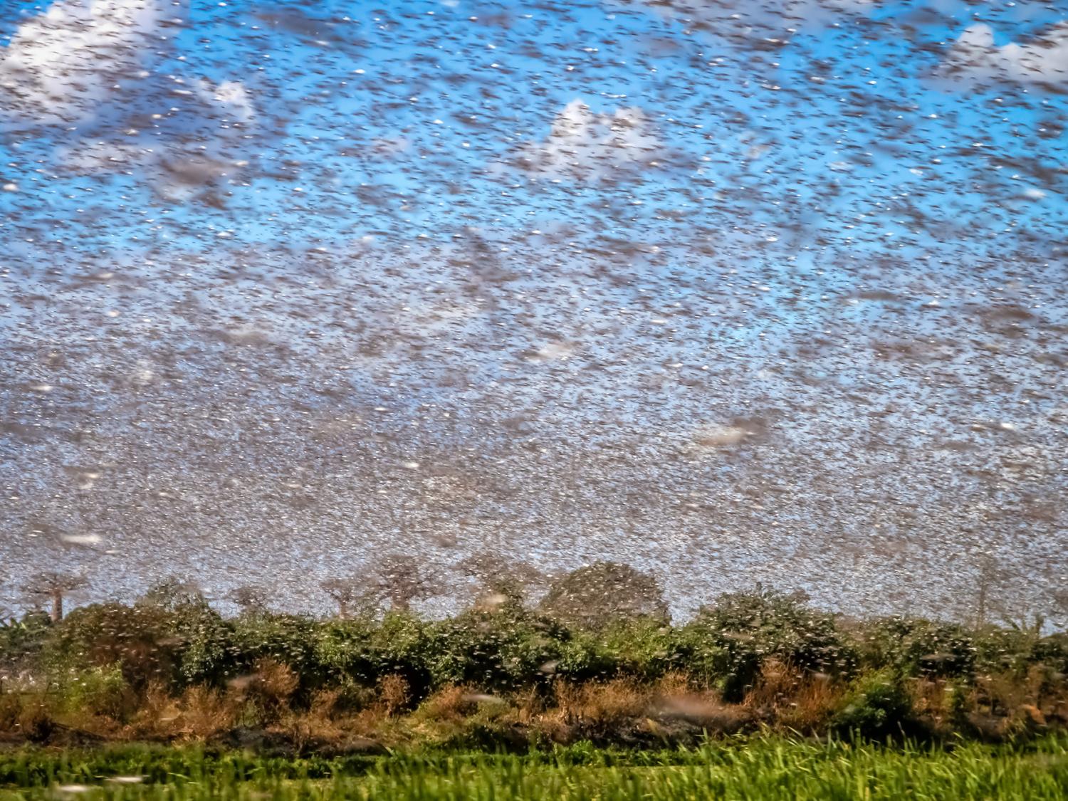 Desert locusts swarming a field