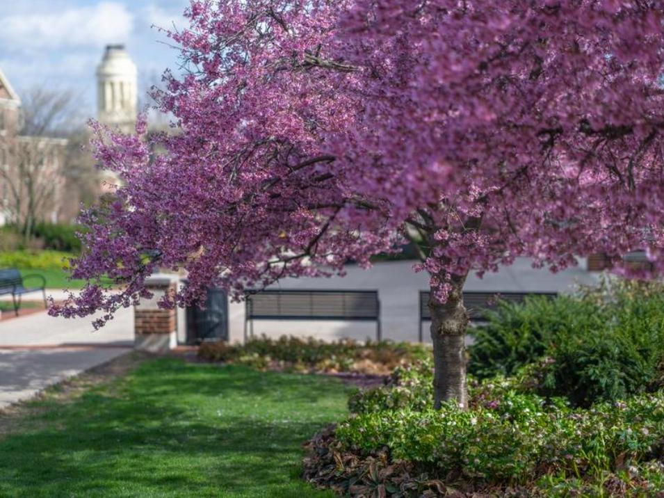 A tree with pink budding leaves with Old Main in the background
