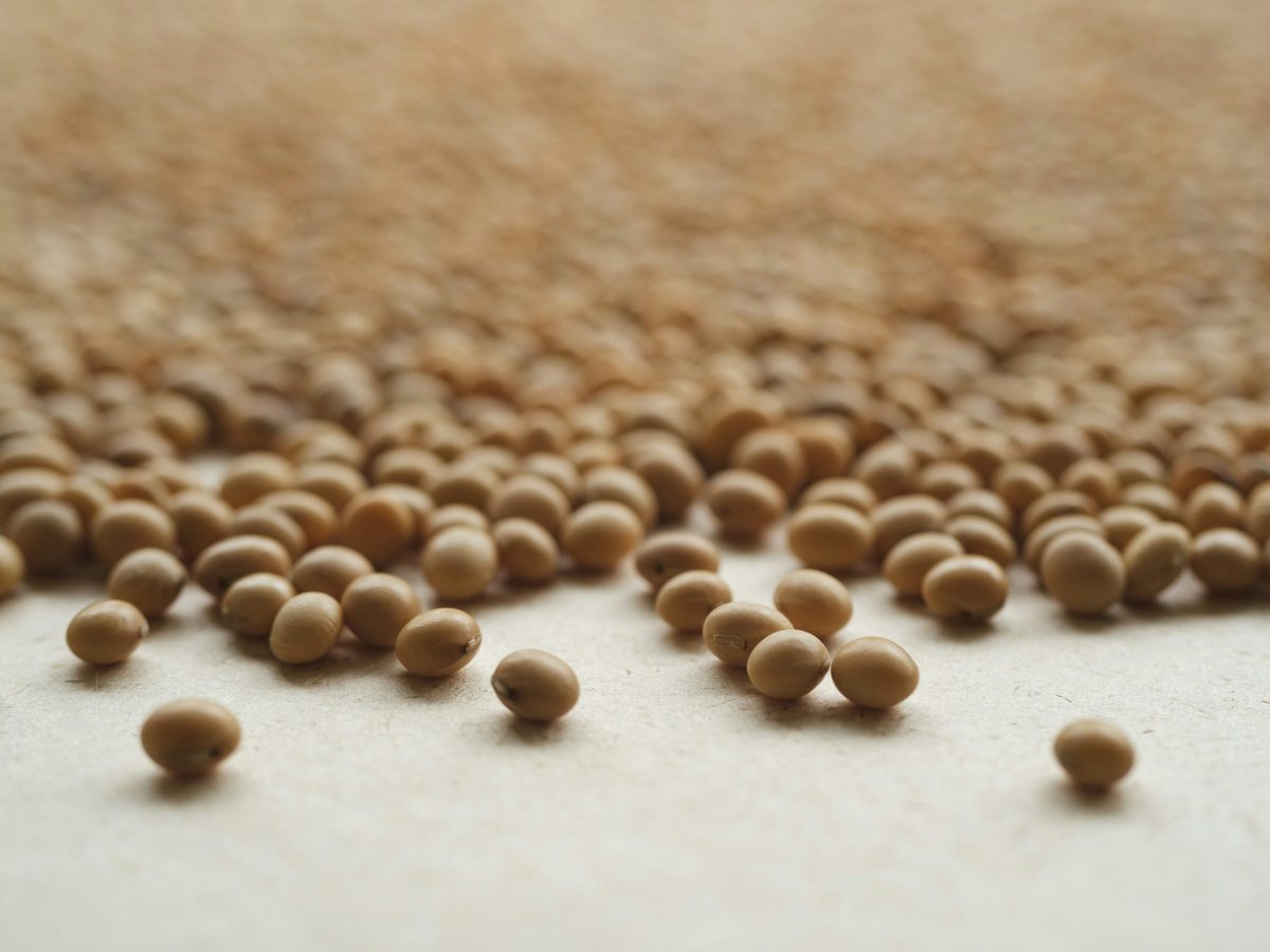 Close-up photo of many dried soybeans on a flat surface